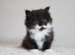 Harold - Siberian Kitten For Sale - 