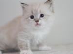 Harrison - Siberian Kitten For Sale - Brookville&comma; OH&comma; US