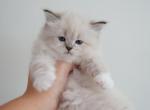 Hester - Siberian Kitten For Sale - 