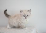 Hattie - Siberian Kitten For Sale - Brookville&comma; OH&comma; US