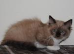 Tara Cheribum Ragdoll - Ragdoll Cat For Sale - Shippensburg&comma; PA&comma; US