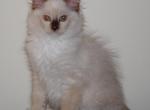 Tristian Cherubim Ragdoll - Ragdoll Kitten For Sale - Shippensburg&comma; PA&comma; US