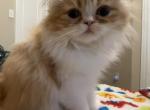 AJ - Persian Kitten For Sale - Richmond&comma; TX&comma; US