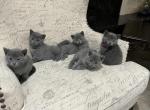 Russian blue - Russian Blue Kitten For Sale - Oak Lawn&comma; IL&comma; US