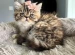 Princess Honey - Exotic Kitten For Sale - 