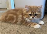 Combo - Persian Kitten For Sale - 