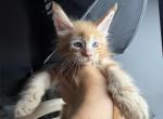 Fred - Maine Coon Kitten For Sale - Hollywood&comma; FL&comma; US