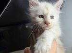 Felix - Maine Coon Kitten For Sale - Hollywood&comma; FL&comma; US