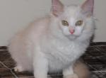 Shiloh Cheribum Ragdoll - Ragdoll Kitten For Sale - Shippensburg&comma; PA&comma; US