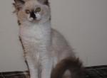 Sabrina Cheribum Ragdoll - Ragdoll Kitten For Sale - Shippensburg&comma; PA&comma; US