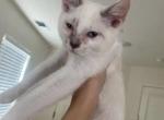 Mellow - Siamese Cat For Adoption - Emeryville&comma; CA&comma; US