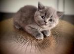 Violet - British Shorthair Kitten For Sale - Edgewater Park&comma; NJ&comma; US