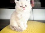 Daisy - Scottish Straight Kitten For Sale - Edgewater Park&comma; NJ&comma; US