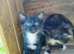 Elsie's litter MALE - Domestic Kitten For Adoption - AL&comma; US