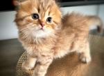 Ranger - Scottish Fold Kitten For Sale - Edgewater Park&comma; NJ&comma; US