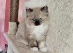 Tortie Female Ragdoll - Ragdoll Kitten For Sale - Jacksonville&comma; NC&comma; US