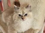 Tortie mitted Ragdoll - Ragdoll Kitten For Sale - Jacksonville&comma; NC&comma; US