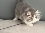 Lilly - Persian Kitten For Sale - 
