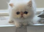 Persian - Persian Kitten For Sale - Richland&comma; WA&comma; US