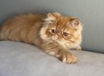 Chesnut - Persian Kitten For Sale - Vancouver&comma; WA&comma; US