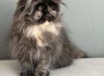 Zoe - Persian Kitten For Sale - Vancouver&comma; WA&comma; US