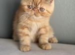 Ginger - Exotic Kitten For Sale - Vancouver&comma; WA&comma; US