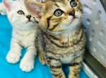 Kittens for sale - British Shorthair Kitten For Sale - Shepherdsville&comma; KY&comma; US