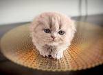 Coco - Scottish Fold Kitten For Sale - Edgewater Park&comma; NJ&comma; US