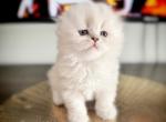 Snowball - Scottish Fold Kitten For Sale - Edgewater Park&comma; NJ&comma; US