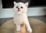 Kobe - Scottish Straight Kitten For Sale - Edgewater Park&comma; NJ&comma; US