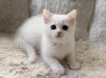 Scottish Straight Cute White Female - Scottish Straight Kitten For Sale - Orlando&comma; FL&comma; US
