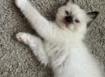 RESERVED Kats Ravishing Ragdolls READY TUESDAY - Ragdoll Kitten For Sale - 