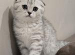 Spotted fold Boy - Scottish Fold Kitten For Sale - Grove City&comma; OH&comma; US