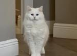 Sunni - Ragdoll Cat For Sale/Service - 