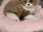 Ragdoll kittens - Ragdoll Kitten For Sale - MI&comma; US