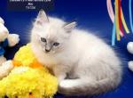 Seal Mitted Lynx Boy - Ragdoll Kitten For Sale - New York&comma; NY&comma; US