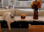 Blue - Ragdoll Cat For Sale/Service - Longwood&comma; FL&comma; US