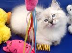 Seal Point Lynx Boy - Ragdoll Kitten For Sale - New York&comma; NY&comma; US