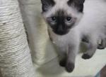 Seal point siamese kittens - Siamese Kitten For Sale - Twin Lakes&comma; WI&comma; US