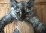 Silver tabby - Maine Coon Kitten For Sale - Peabody&comma; MA&comma; US