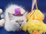 Seal Point Lynx Girl Reserved - Ragdoll Kitten For Sale - New York&comma; NY&comma; US