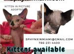 Bambino - Sphynx Kitten For Sale - Leehigh&comma; FL&comma; US
