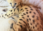 Waiting for loving owner - Savannah Kitten For Sale - Grant Valkaria&comma; FL&comma; US