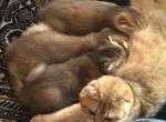 Purebred Scottish Fold Male Kittens - Scottish Fold Kitten For Sale - FL&comma; US