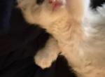 Ragdoll kitties - Ragdoll Kitten For Sale - 