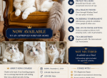 GORGEOUS CHARLIE - Ragdoll Cat For Sale/Service - Mount Joy&comma; PA&comma; US