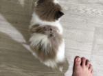 Stella - Ragdoll Kitten For Sale - San Diego&comma; CA&comma; US