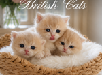 Sunshine - British Shorthair Kitten For Sale - 