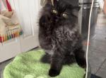 Theodore Reserved - Persian Kitten For Sale - Orlando&comma; FL&comma; US