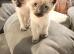 Siamese Female Kitten - Siamese Kitten For Sale - 